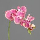 Premium Orchidee Phalaenopsis