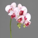 Premium Orchidee Phalaenopsis