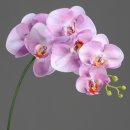 Orchidee Phalaenopsis mit 6 Blueten