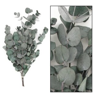 NL-Eukalyptus Spirale
