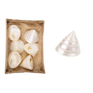 PD Salzeticus 6 Stk. in Schachtel