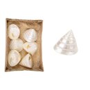 PD Salzeticus 6 Stk. in Schachtel