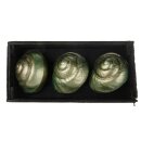 PD Muscheln in Box Holz