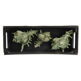 PD Muscheln in Box Holz