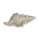 PD Muschel Polyresin champagner