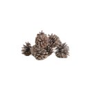 Blauer Tannenzapfen natur 200gr / Display