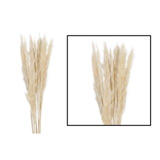 NL-Pampas-Gras Mace 10 Stk.