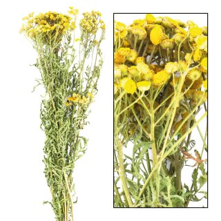 Tanacetum gross