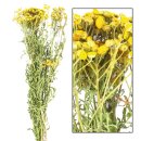 Tanacetum gross