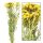 Tanacetum gross