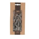 Birke Kiefer 50gr pbm