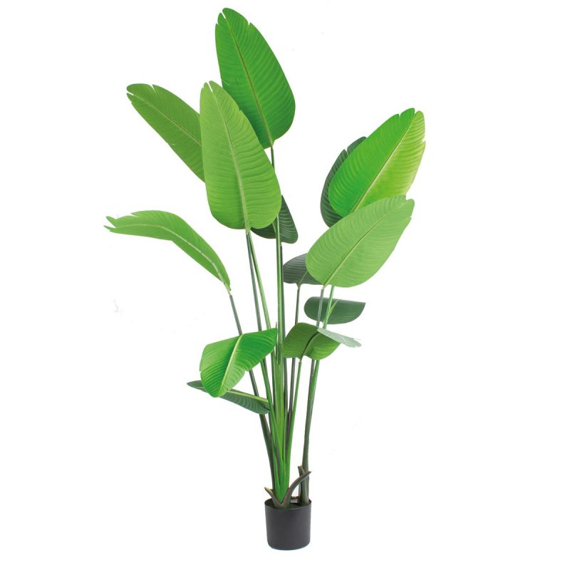 Bananenbaum im Topf 180cm