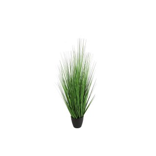 Poaceae L