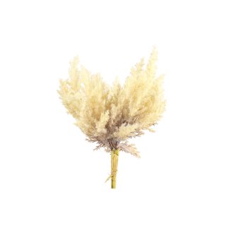 Astilbe