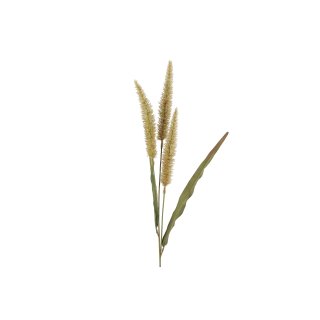 Pennisetum