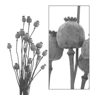 Bündel Papaver Natur