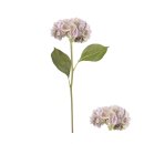 Blütenstiel Hortensie 60cm