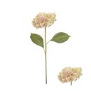 Blütenstiel Hortensie 60cm