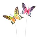 Schmetterling Aglais ass.