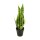 Pflanze Sansevieria künstlich