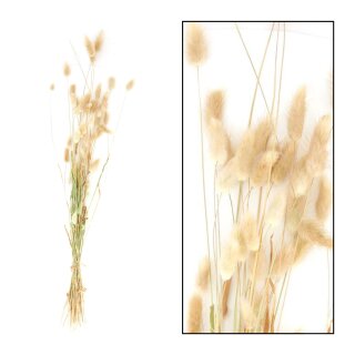 Lagurus-Bündel