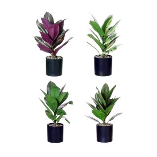 Pflanze im Topf Ficus Elastica assortiert