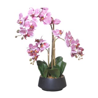 Orchidee im Topf 58cm