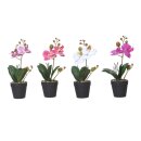 Orchidee im Topf 28cm assortiert