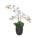 Orchidee im Topf 42cm