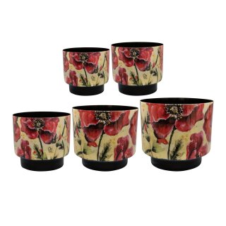 Topf Satz von 5 Camelia poppy
