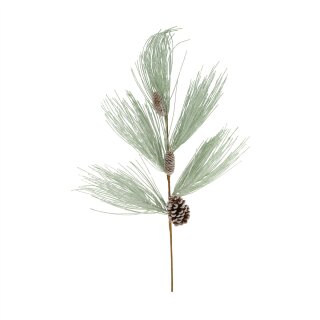 Kieferast mit Zapfen