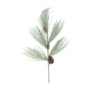 Kieferast mit Zapfen