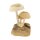 Teakholz Pilz Schruum