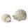 Igel Pauli S