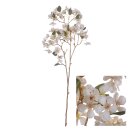 Bl&uuml;tenstiel Apfelbl&uuml;te
