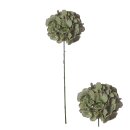 Bl&uuml;tenstiel Hortensie