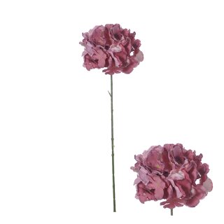 Bl&uuml;tenstiel Hortensie