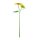 Metallsonnenblume Sonflora