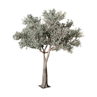 Raumdeko Olivenbaum XXXL