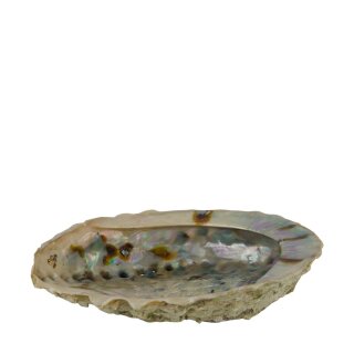 Schale Abalone natur