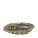 Schale Abalone natur