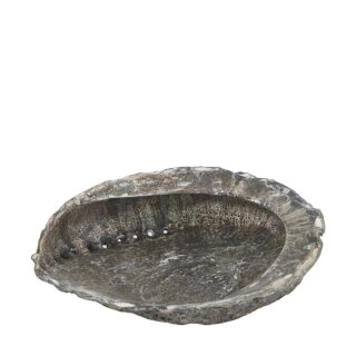 Schale Abalone natur