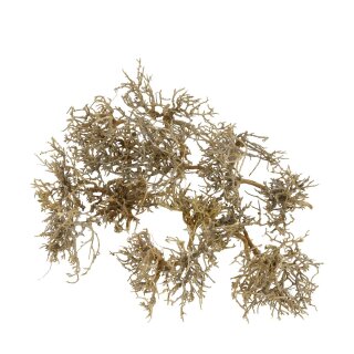 Baum trocken klein in Tablett 15pc
