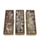 Muschelmischung natur assortiert