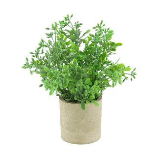 Pflanze im Topf Aglaia