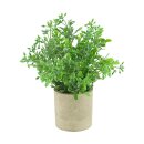 Pflanze im Topf Aglaia