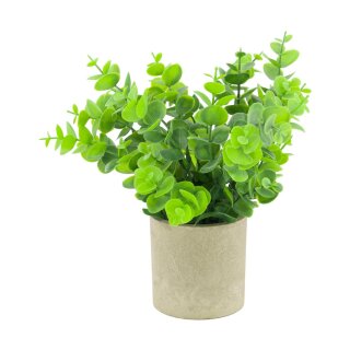 Pflanze im Topf Eukalyptus