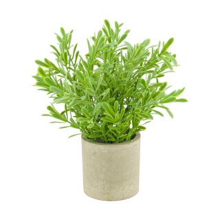 Pflanze im Topf Buchsbaum