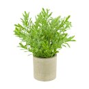 Pflanze im Topf Buchsbaum