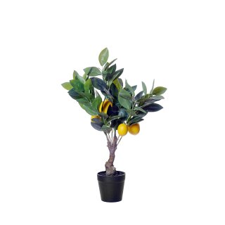 Zitronenbaum im Topf S